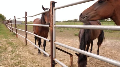 Schöne braune Pferde auf einer Koppel auf einem Feld hinter einem langen Metallzaun