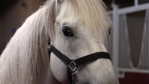 Close-Up of White Horse in Stall