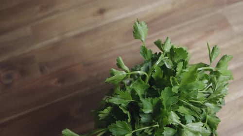 Topshot of a fresh bunch of flat-leaf parsley. The herb stands on a wooden table. Panning shot. Nobo
