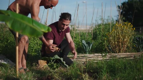 Two Farmers Cooperate in an Urban Garden As They Harvest and Plant New Crops