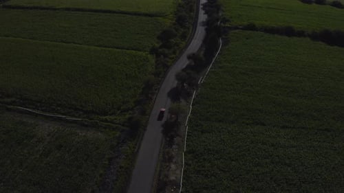 Aerial drone top down shot over car driving through green farmland from above during morning time.