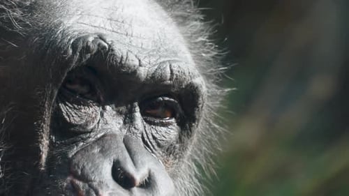 Close-Up Chimpanzee Eyes Moving Around