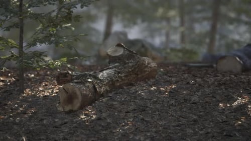 Tranquil Forest Landscape Featuring a Fallen Log Surrounded By Lush Foliage