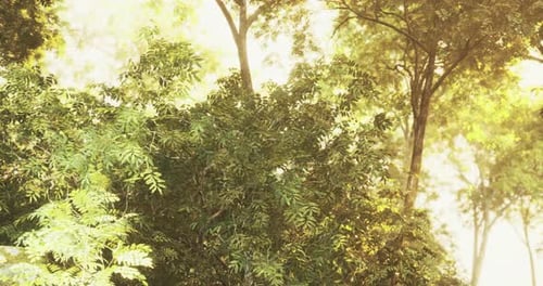Bright Sunlight Filtering Through Lush Green Trees in a Serene Forest Setting