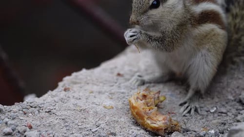 Squirrel in Delhi uses its hands to feast on the ground.