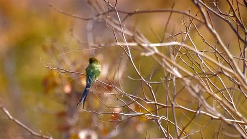 swallow tailed bee eater on Branch