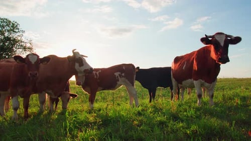 Cows Grazing Peacefully on Green Field in Sunlight