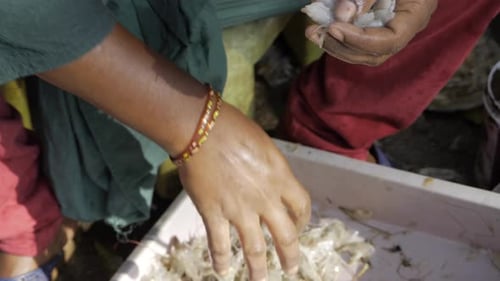 Woman Preparing Fresh Shrimp for Cooking Preparation