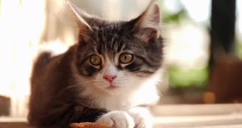 Kitten Plays in Home Yard. Small Cat Portrait in Nature. Domestic Kitten First Time Outside