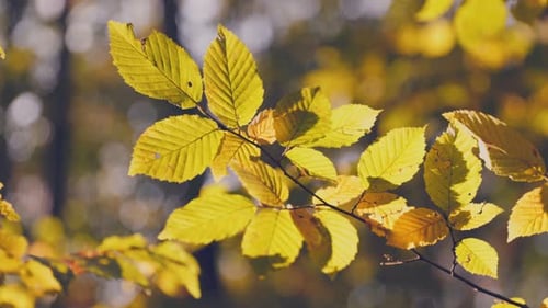 Branch with Yellow Leaves
