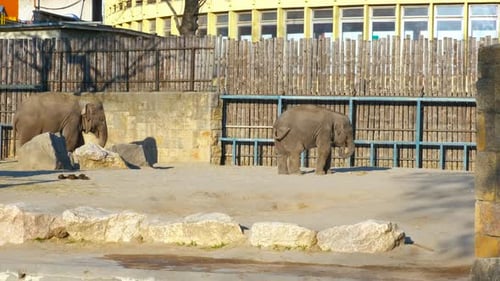 Little Baby Elephant with a Female in the Zoo