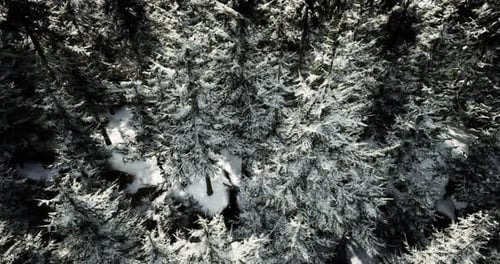 Snow Covered Trees Create a Serene Winter Landscape in a Forest