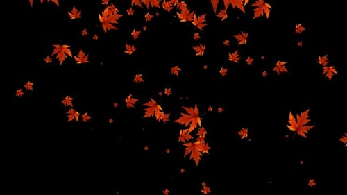 Autumn Leaves Falling 5