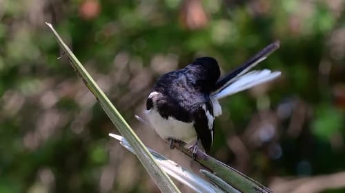 The Oriental magpie-robin is a very common passerine bird in Thailand in which it can be seen anywhe