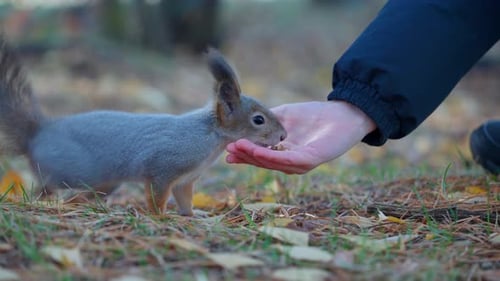 Close-up of a child's hand feeding nuts to a curious hungry furry squirrel.