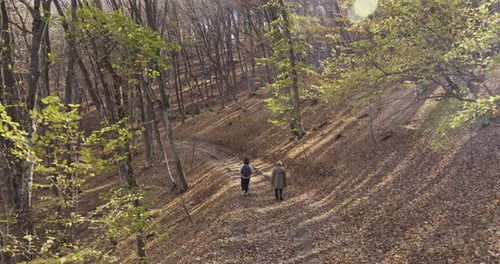 Two Women Walk Along the Road in the Autumn Forest in the Rays of Sunlight Magnificent Landscape of