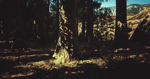 Sunlight Filters Through Trees Creating Shadow Patterns on Forest Floor