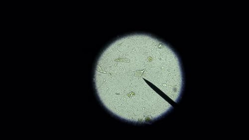POV Microscope View of Moving Biological Microorganisms