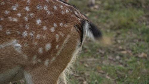 Back White tailed spotted young deer shaking tail close up slow motion. Young true deer grazing