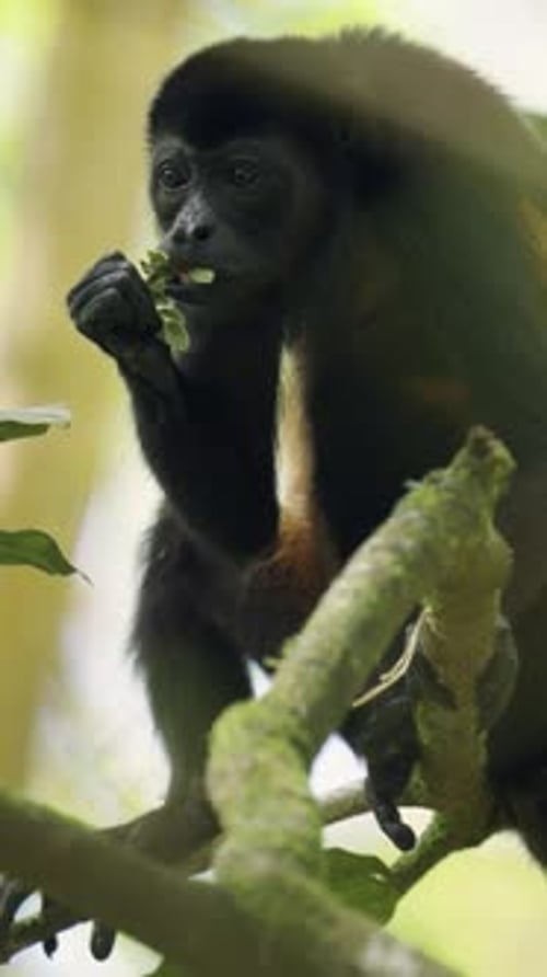 Singe hurleur mantelé mangeant des feuilles dans la forêt de mangrove de Sierpe