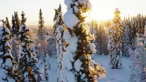 Aerial view across idyllic Scandinavian wintertime sunrise shining on frozen snow covered woodland t