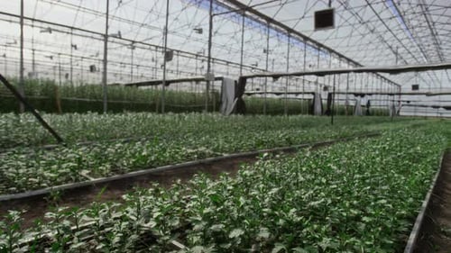 Rows of Green Plants Growing in Spacious Greenhouse