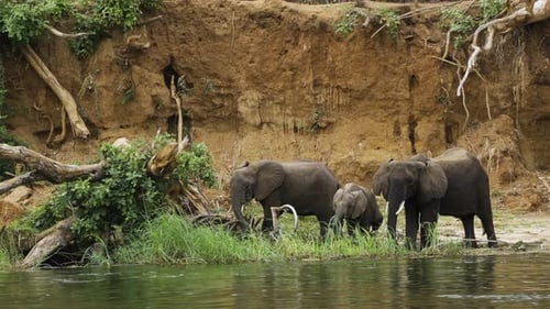 Zwei weibliche und ein junger afrikanischer Elefant fressen und trinken am schlammigen Ufer eines Flusses. Der Schuss