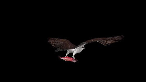 Oiseau Osprey Hawk avec saumon rouge - Boucle volante - Angle de dos aérien CU - Canal Alpha