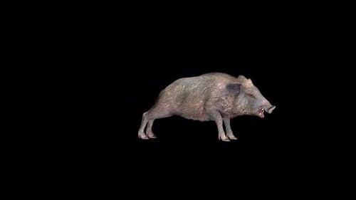 Realistic Wild Boar Animation with Alpha Channel