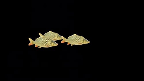 Group Of Carp Fish Swimming Idle