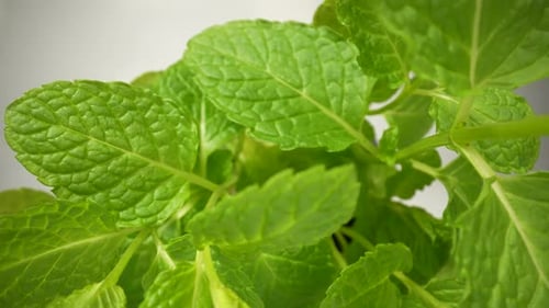 Herbe de menthe, feuilles vertes 31