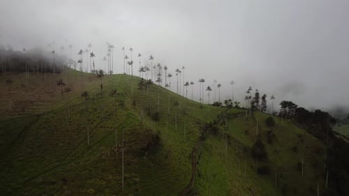 Highest Coconut Palm Trees Cocora Valley in Salento Disney Village in Colombia