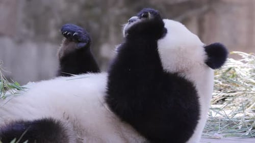 Panda Close Up Eating