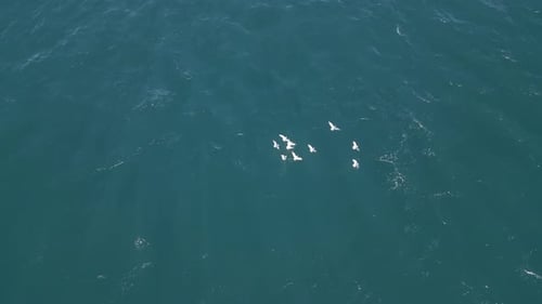 flock of seaguls hovering over the ocean surface waiting for fish to prey. Aerial top down view