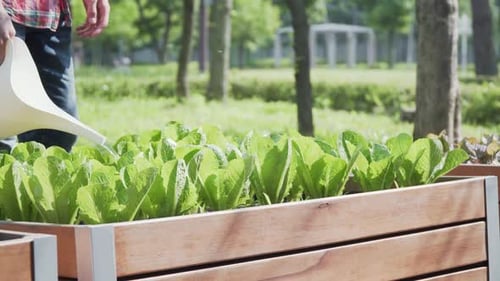 Cropped image farmer hands watering pouring water on green lettuce with a watering pot, template