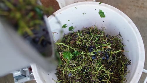 Gathering fresh herbs and weeds for natural remedies and cooking in a rural garden setting