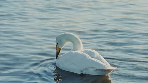 Elegant Swan Gracefully Gliding Across the Serene Lake at Sunset