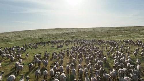 Aerial View Of Sheep Herd
