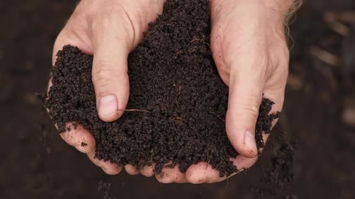 Fruchtbarer Boden in männlicher Hand Landwirte halten reiches Land auf Feld Handvoll schwarzer Boden natürlich ökologisch