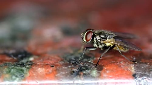 Closeup of a housefly (Musca domestica) cleaning its front legs.