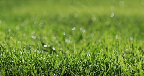 Raindrops Fall on a Neat Green Lawn Static Shot Video