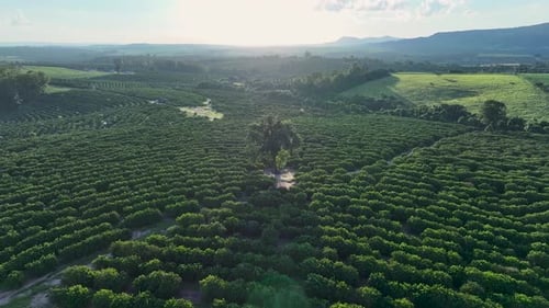 Sunset Skyline at Rural Landscape in Countryside Brazil.