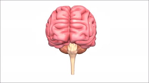 3D Human Brain Anatomy Rotating Model