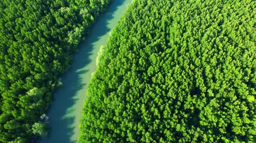 Drone is flying over the green mangrove forest