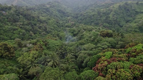 Aerial View of Lush Green Tropical Rainforest