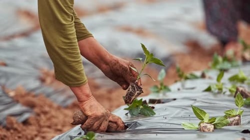 Hands planting seedlings in a fertile field