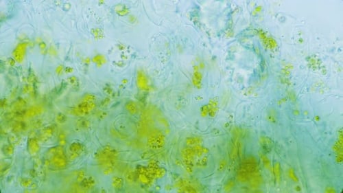 Plant chlorophyll