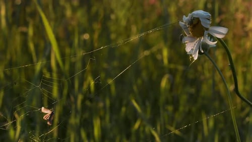 Closeup of Spider with Prey in Summer Meadow Creative Beautiful Spider Hunts Insects for Food