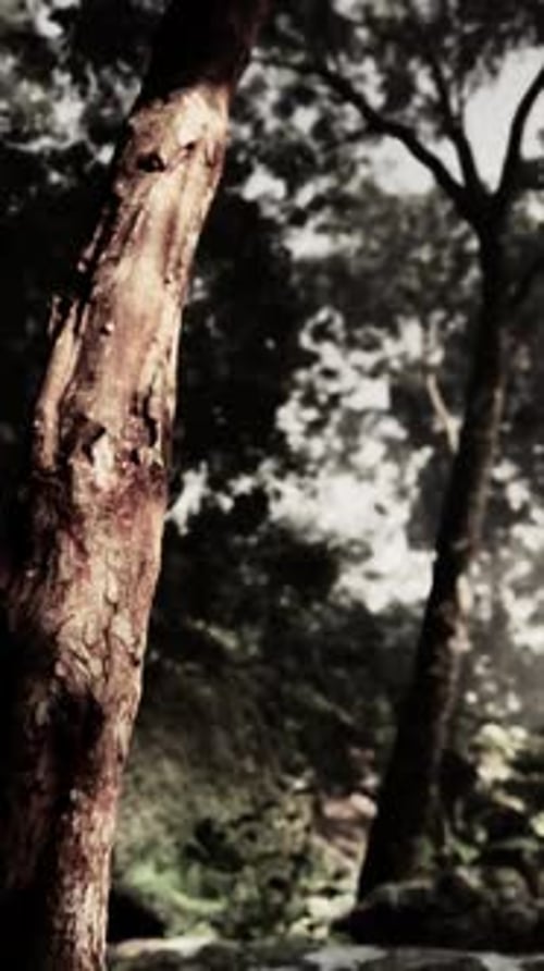 Green Forest with Ray of Light