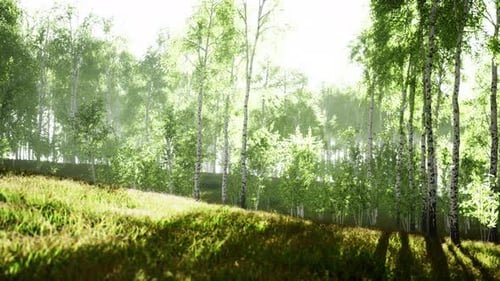 Birch Trees on the Green Grass